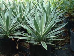 Varigated Agave 15G [CONFIRM PRICING]